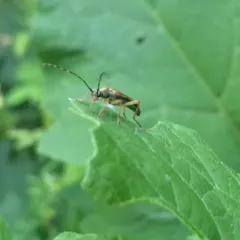 Lined Longhorn Beetle thumbnail 1