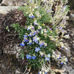 alpine forget-me-not thumbnail 3