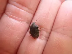 Holcostethus tristis thumbnail 4