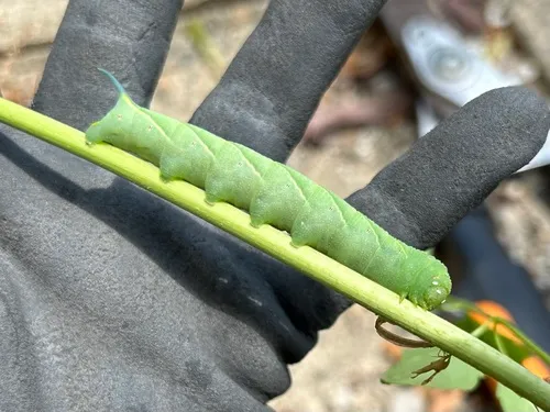 Trumpet Vine Sphinx
