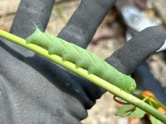 Trumpet Vine Sphinx thumbnail 1