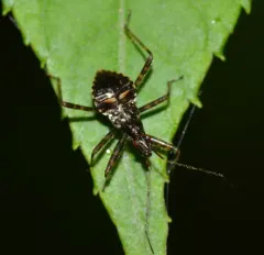 Tree Damsel Bug thumbnail 4