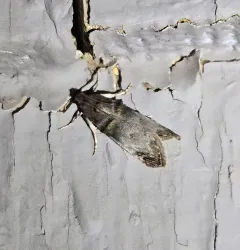 Orange-tufted Oneida Moth thumbnail 3