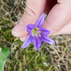 harvest brodiaea thumbnail 4