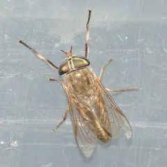 Tabanus similis thumbnail 4