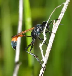 Ammophila fernaldi thumbnail 2