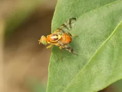 Pepper Maggot thumbnail 2