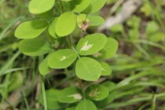 Parectopa lespedezaefoliella thumbnail 1