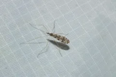 Dicranophragma angustulum thumbnail 3