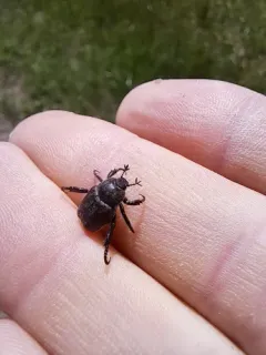 Hoplia laticollis thumbnail 2