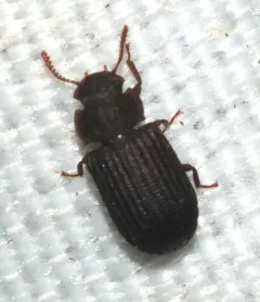 Conk-loving Darkling Beetle thumbnail 2