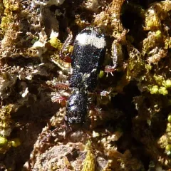 Wavy Checkered Beetle thumbnail 3