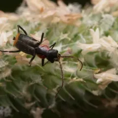 Axinotarsus pulicarius thumbnail 4