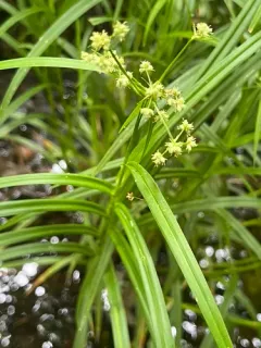 leafy bulrush thumbnail 2