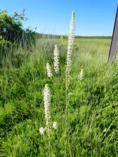 short-podded thelypodium thumbnail 2