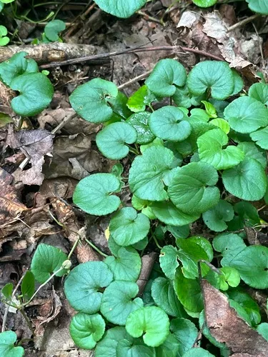 Appalachian violet