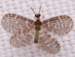 Nallachius americanus thumbnail 2