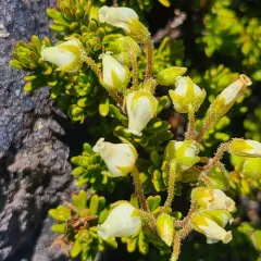 Yellow Mountain-heath thumbnail 3