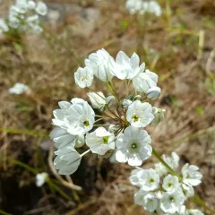 white brodiaea thumbnail 4