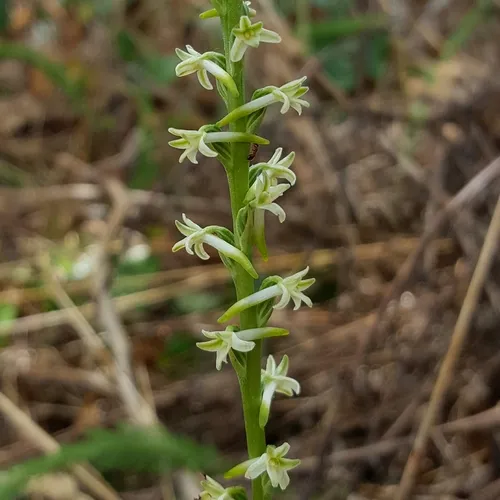 Flat Spurred Piperia