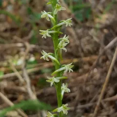 Flat Spurred Piperia thumbnail 1