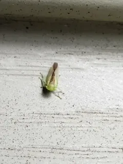 Populicerus suturalis thumbnail 1