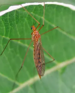Ferruginous Tiger Crane Fly thumbnail 4