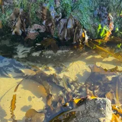 Lingcod thumbnail 2
