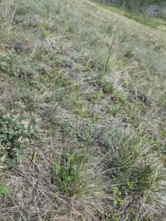 Columbia needlegrass thumbnail 3