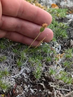 Yukon Goldenweed thumbnail 3