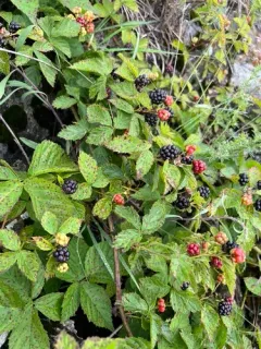 Ecotone Blackberry thumbnail 1