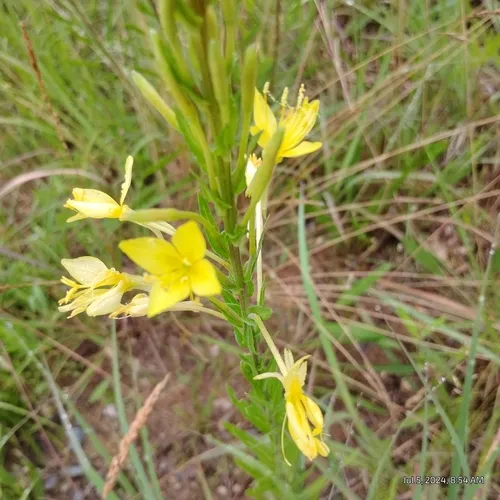 Lesser Four-point Evening-primrose