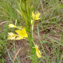 Lesser Four-point Evening-primrose thumbnail 1