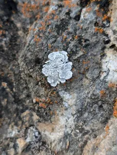 Desert Rockscab Lichen thumbnail 2