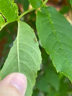 ash psyllid thumbnail 2