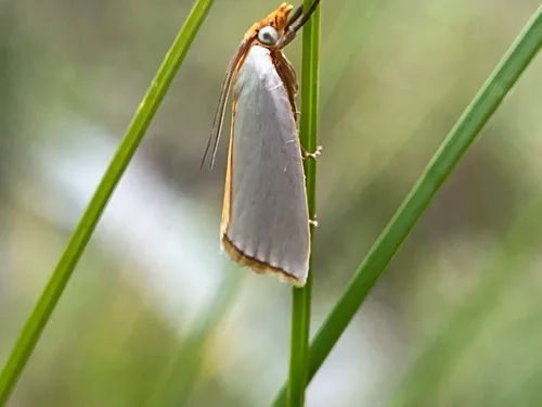 Satin Argyria Moth