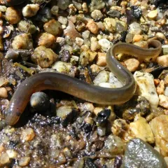 American Eel thumbnail 4