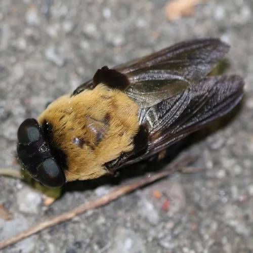 Cuterebra abdominalis