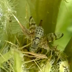 Terellia occidentalis thumbnail 2