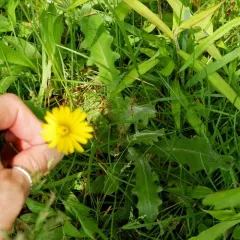 Common Cat's-ear thumbnail 2