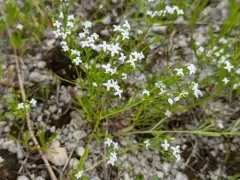diamond-flowers thumbnail 3