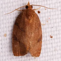 Hickory Leafroller Moth thumbnail 4