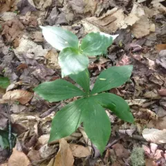 Cucumber Root thumbnail 5