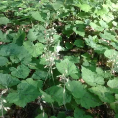 Creeping Foamflower thumbnail 4