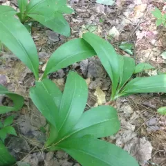 bluebead lily thumbnail 5
