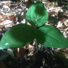 painted trillium thumbnail 4