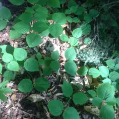 hobblebush thumbnail 2