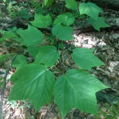 striped maple thumbnail 4