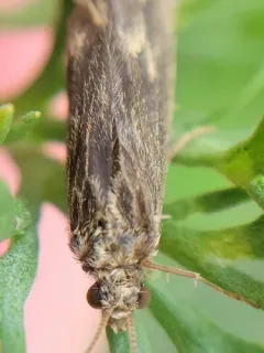 Neureclipsis bimaculata thumbnail 1