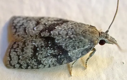 Gray Cenopis Moth